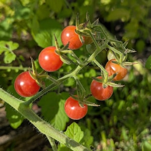 Everglades Heirloom Tomato 20+ Seeds and free seeds with your order