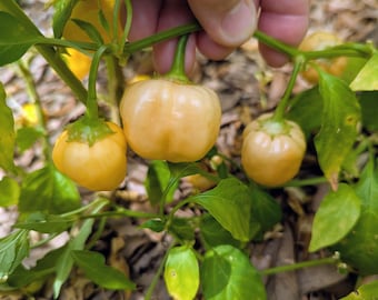 Peachadew Peppapeach 20+ pepper seeds