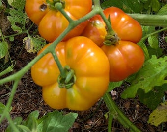 Ceylon Heirloom Tomato Seeds: Mini-Beefsteak Variety, 30+ Seeds