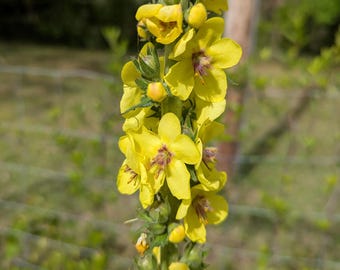 Mullein seeds - Verbascum thapsus seeds - One Gram - Florida Native