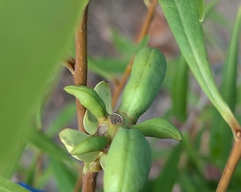 Slim Leaf Paw Paw – Asimina longifolia (Augustifolia) 7 Seeds