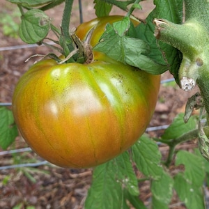 Brandywine Black Heirloom Tomato 30+ Seeds and free Basil seeds with your order