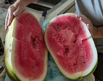 AllSweet Heirloom Watermelon 30+ seeds