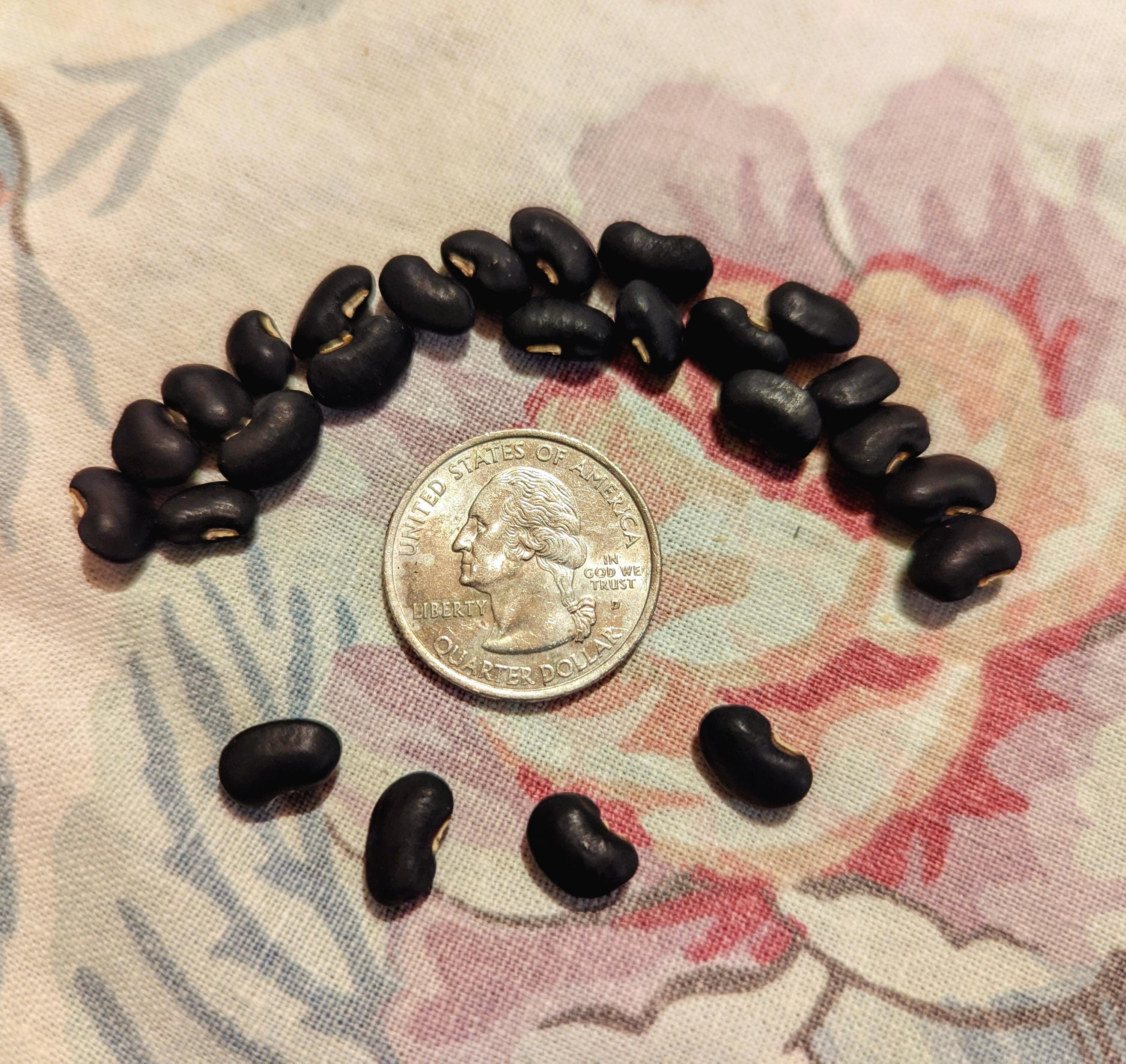 Puerto Rican Vining Black Bean - 15 Seeds - Etsy
