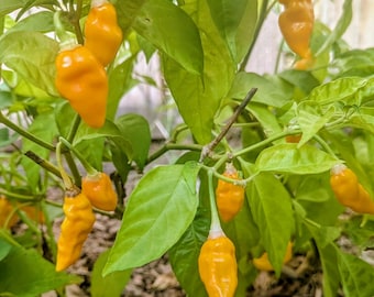 Datil Pepper 15 seeds Capsicum chinense