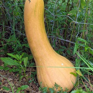 May include: A large, elongated butternut squash with a light orange hue, resting on the ground amidst green foliage and a wire fence. The squash has a curved neck and a bulbous base, showcasing its natural form.