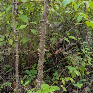 May include: Two upright, slender plant stems featuring a light brown, woody texture covered in sharp, pointed thorns. The stems are positioned vertically against a backdrop of green foliage, including various leaves and small purple flower clusters.
