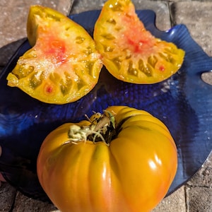 Rare Jewel Tone Heirloom Tomato 30+ Seeds and free Basil seeds with your order