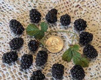 Florida Dewberry Seeds: Fresh, Tasty Southeast Berry 15+ seeds