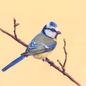 Carte de vœux Mésange bleue A5 Vierge