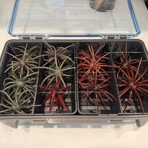 May include: A rectangular gray plastic tackle box with a clear hinged lid, containing multiple compartments organized by dividers. Inside are numerous soft plastic fishing lures shaped like multi-legged creatures in shades of olive green, brown, and dark red.