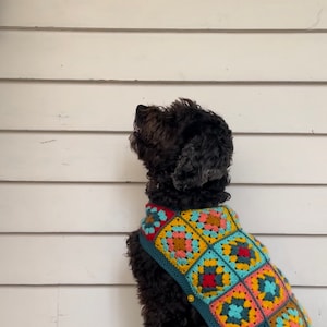 Può includere: Un cane nero che indossa un maglione da cane all'uncinetto colorato con un motivo geometrico. Il maglione è turchese, giallo, rosso, rosa e arancione.