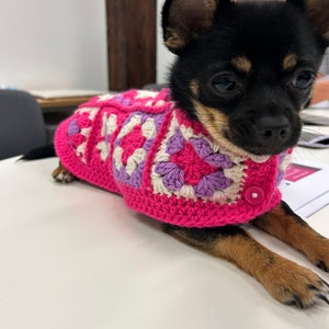 Pu&ograve; includere: Un piccolo chihuahua nero e marrone che indossa un maglione all'uncinetto rosa, bianco e viola. Il maglione ha un bottone sul davanti.
