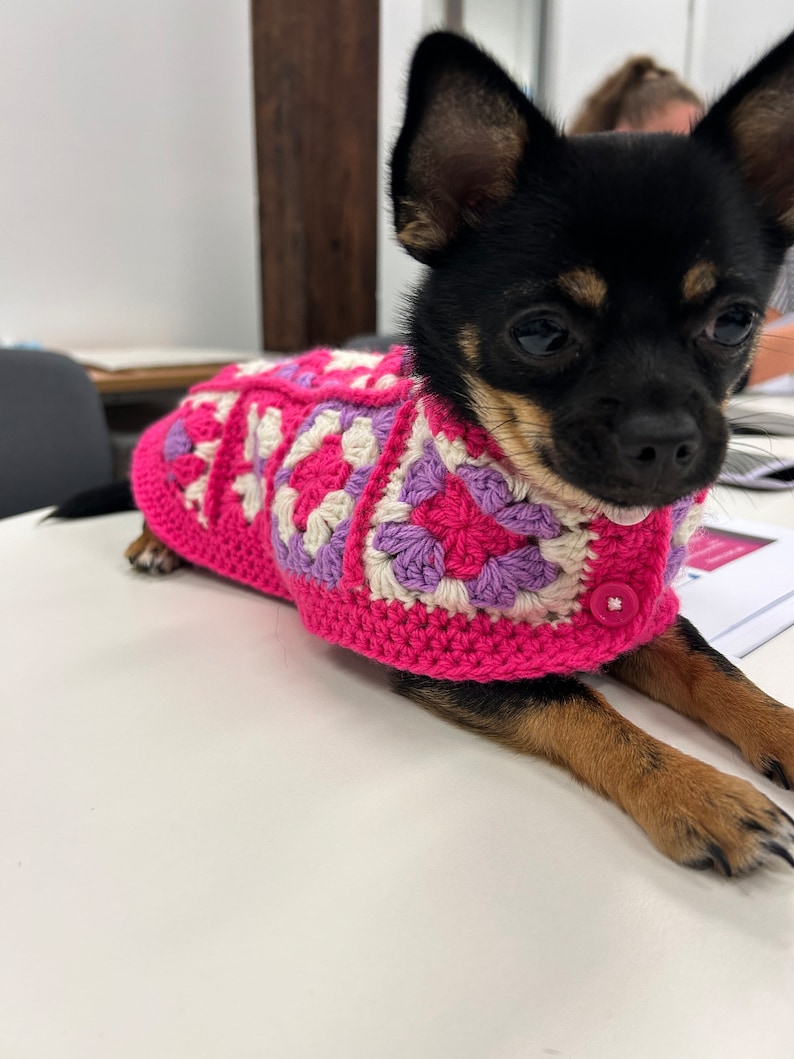 Pu&ograve; includere: Un piccolo chihuahua nero e marrone che indossa un maglione all'uncinetto rosa, bianco e viola. Il maglione ha un bottone sul davanti.