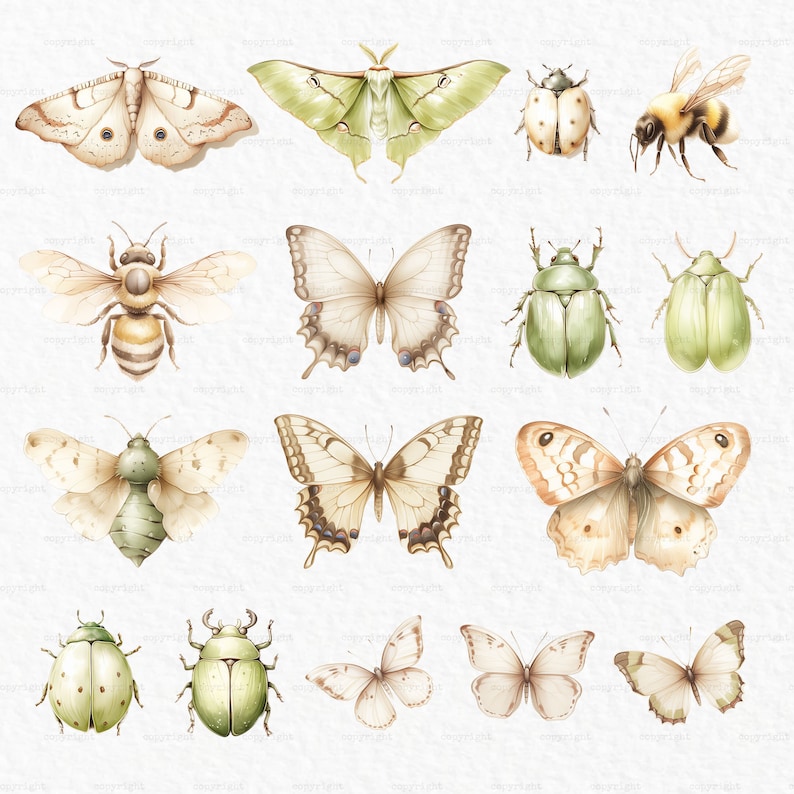May include: A collection of 15 watercolor illustrations of insects and butterflies. The illustrations feature a variety of species, including moths, bees, beetles, and butterflies. The insects are depicted in a realistic style, with intricate details and vibrant colors.