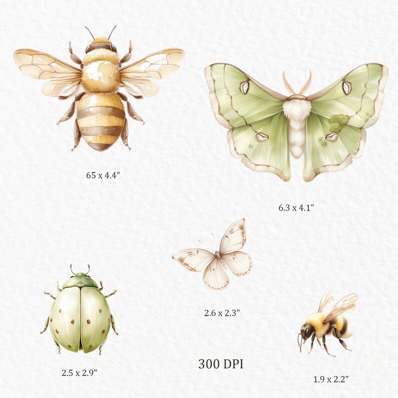 May include: A digital illustration of four insects: a yellow and brown bee, a green luna moth, a white butterfly, and a green ladybug. The insects are isolated on a white background with text indicating their size in inches.