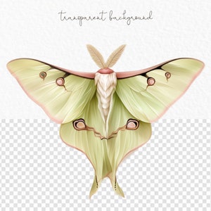 May include: A green and pink luna moth with large, delicate wings and long antennae. The moth is on a white background with a transparent overlay.