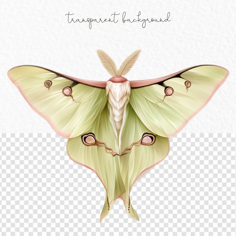 May include: A green and pink luna moth with large, delicate wings and long antennae. The moth is on a white background with a transparent overlay.
