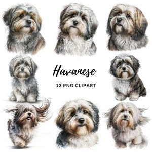 Havanese Dog Clipart - 12 High Quality PNGs, Digital Paper Crafting, Digital Planner, Apparel, Watercolor, Digital Download, Sublimation