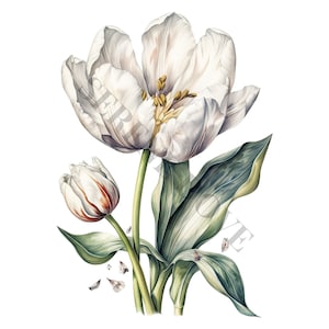 White Tulip Clipart - 12 High Quality PNGs, Memory Book, Junk Journals, Scrapbooks, Digital Planners, Commercial Use, Digital Download