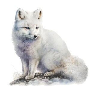 Arctic Fox Clipart - 12 PNG's van hoge kwaliteit, Memory Book, Junk Journals, Plakboeken, Digitale Planners, Commercieel Gebruik, Digitale Download afbeelding 6