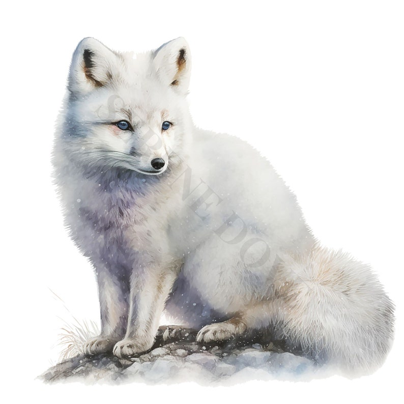 Arctic Fox Clipart - 12 PNG's van hoge kwaliteit, Memory Book, Junk Journals, Plakboeken, Digitale Planners, Commercieel Gebruik, Digitale Download afbeelding 6