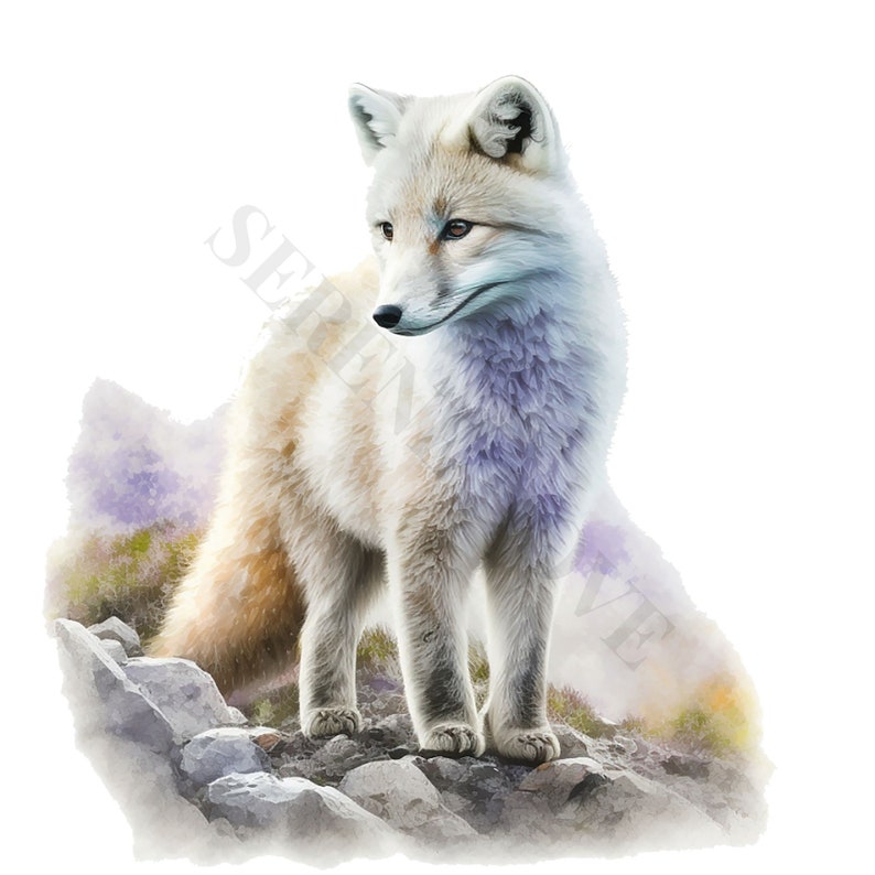 Arctic Fox Clipart - 12 PNG's van hoge kwaliteit, Memory Book, Junk Journals, Plakboeken, Digitale Planners, Commercieel Gebruik, Digitale Download afbeelding 8