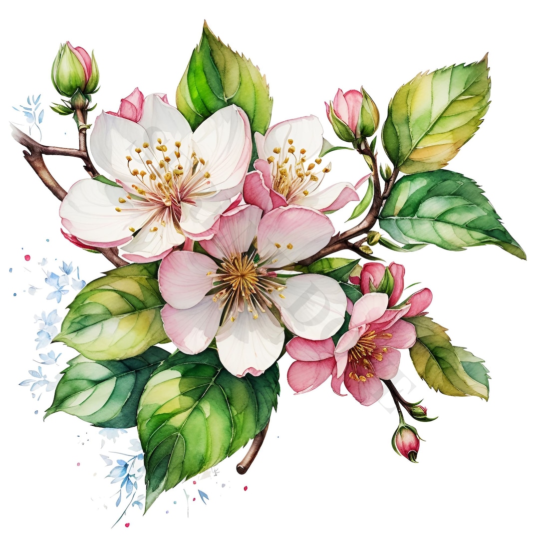Apple Blossom Clipart 12 High Quality Pngs, Digital Download, Card