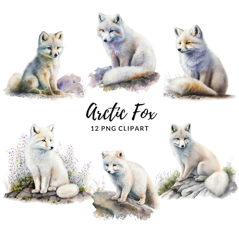 Op de afbeelding: Twaalf aquarel illustraties van poolvossen in verschillende poses. De vossen zijn wit met een vleugje geel op hun staarten en poten. De vossen zitten op rotsen en zijn omringd door paarse bloemen.