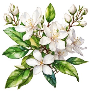 Jasmine Clipart - 12 High Quality PNGs, Digital Download, Card Making, Clipart, Digital Paper Craft, Junk Journal