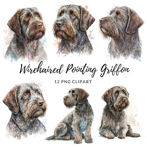Wirehaired Pointing Griffon Clipart - 12 High Quality PNGs, Digital Paper Crafting, Digital Planner, Apparel, Watercolor, Digital Download