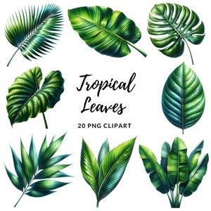 Puede incluir: Un conjunto de 20 ilustraciones de hojas tropicales en formato PNG. Las hojas están dibujadas en un estilo realista y presentan una variedad de formas y tamaños. Las hojas son todas verdes y tienen un acabado brillante.