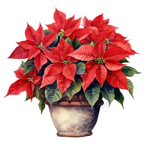 Clipart Poinsettia in vaso - 12 PNG di alta qualità, Creazione di carta digitale, Pianificatore digitale, Abbigliamento, Acquerello, Download digitale, Sublimazione