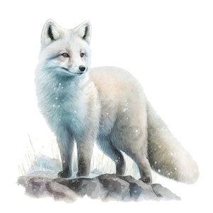 Clipart renard arctique - 12 fichiers PNG de haute qualité, livre de souvenirs, journaux indésirables, albums de coupures, agendas numériques, usage commercial, téléchargement numérique