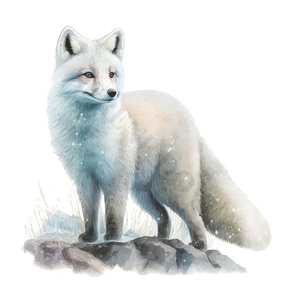Arctic Fox Clipart - 12 High Quality PNGs, Memory Book, Junk Journals, Scrapbooks, Digital Planners, Commercial Use, Digital Download