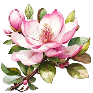 Pink Magnolia Clipart - 12 PNG's van hoge kwaliteit, digitale download, kaart maken, clipart, digitale papierambachten, junk Journal