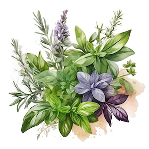 Herbs Bouquet Clipart - 12 PNG di alta qualità, Libro dei ricordi, Diari spazzatura, Album di ritagli, Pianificatori digitali, Uso commerciale, Download digitale