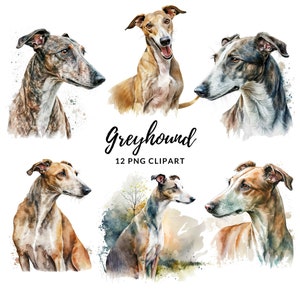 Greyhound Dog Clipart - 12 PNG de haute qualité, fabrication de papier numérique, planificateur numérique, vêtements, aquarelle, téléchargement numérique