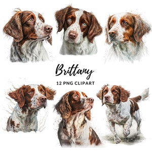 Brittany Dog Clipart - 12 PNG di alta qualità, creazione di carta digitale, pianificatore digitale, abbigliamento, acquerello, download digitale, sublimazione