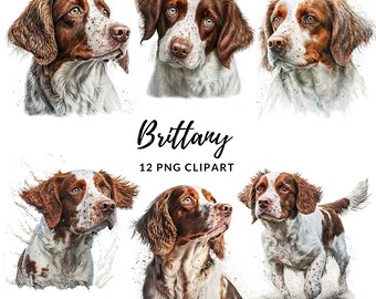 Bretagne hond clipart-12 hoge kwaliteit png's, digitaal papier crafting, digitale planner, kleding, aquarel, digitale download, sublimatie