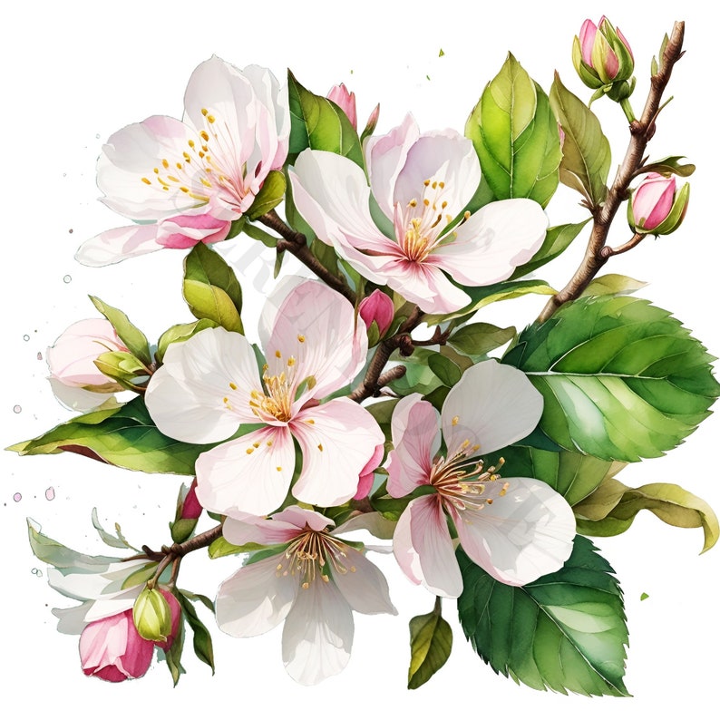 Apple Blossom Clipart 12 High Quality Pngs Digital Etsy