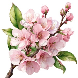Kirschblüten Clipart - 10 hochwertige PNGs, digitales Papierbasteln, digitaler Planer, Bekleidung, Aquarell, digitaler Download