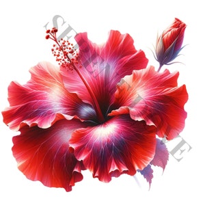 Hibiskus Blumen Clipart - 11 hochwertige PNGs, Memory Book, Junk Journals, Scrapbooks, Digital Planner, kommerzielle Nutzung, Sublimation