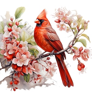 Floral Cardinal rouge Clipart - 12 PNG de haute qualité, livre de souvenirs, journaux indésirables, albums de coupures, agendas numériques, usage commercial, numérique