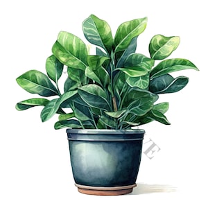 以下が含まれることがあります： 青い陶器の鉢に植えられた、大きな濃い緑の葉を持つ緑色の植物。鉢は茶色の縁取りがされている。