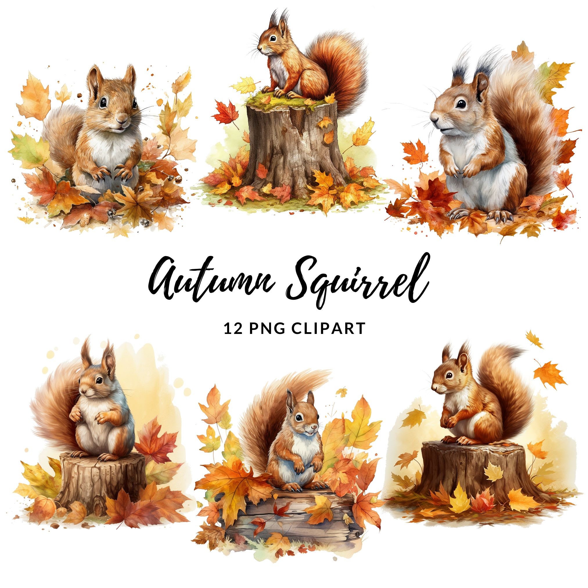 Autumn Squirrel Clipart 12 High Quality Pngs Digital - Etsy