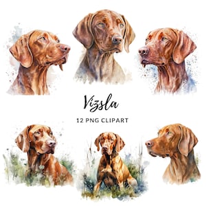 Vizsla Clipart - 12 PNG de alta calidad, elaboración de papel digital, planificador digital, ropa, acuarela, descarga digital