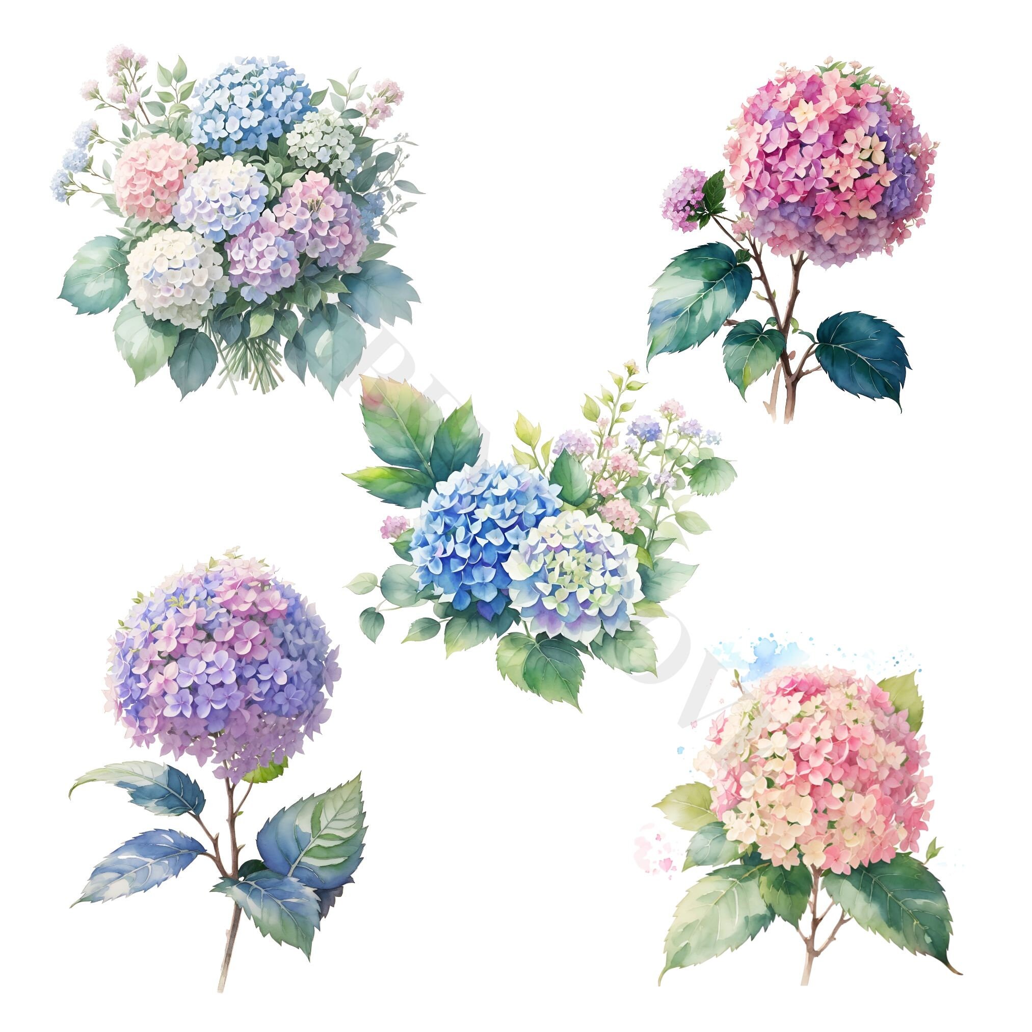 Hydrangea Clipart Bundle - Watercolor Summer Flowers PNG, Floral Junk ...