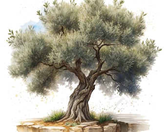 Olive Tree Clipart - 12 High Quality PNGs, Digital Download, Card Making, Clip Art, Digital Paper Craft