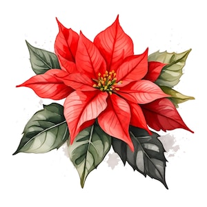 May include: A watercolour illustration of a poinsettia flower. The bright red petals are surrounded by green and grey leaves. The flower's centre has yellow stamens. The image has a white background with subtle watercolour splatters, ideal for festive designs.